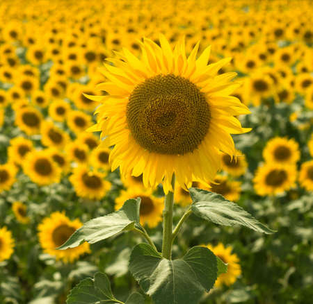 Beautiful yellow large sunflower against blue skyの写真素材