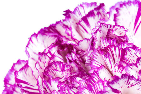 Beautiful purple carnation. Isolated on white background.の写真素材