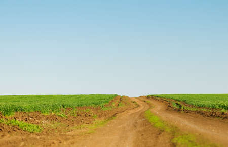 Winter wheat on a spring field and dirt roadの写真素材