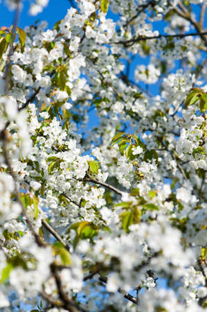 Blossoming cherry-trees with white flowers on blue sky in springtime