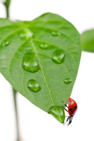 Macro of a ladybug sitting on leaf, isolated on white backgroundの写真素材
