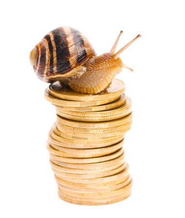 Big garden snail on heap coins, isolated on a white backgroundの写真素材