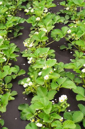 Strawberry plant with several blossomsの写真素材