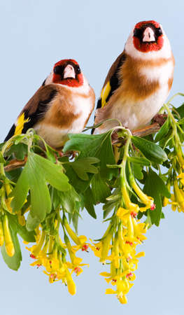 Goldfinch sitting on a branch of blossom tree in springの写真素材