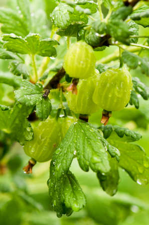 Green gooseberries on the branch with rain dropsの写真素材