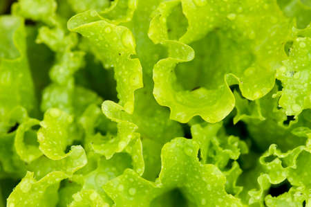 Fresh green lettuce leaves background with rain drops