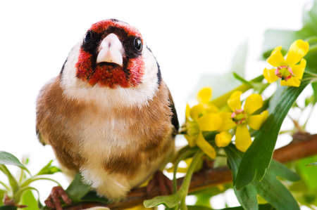 Goldfinch sitting on a branch of blossom tree in springの写真素材