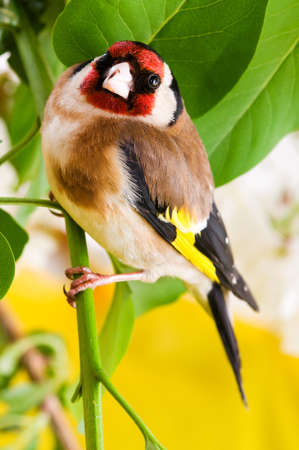 Goldfinch sitting on a branch tree in springの写真素材