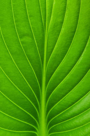 Texture of a green leaf as backgroundの写真素材