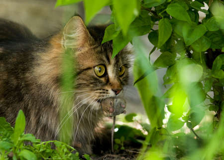 Cute cat with gray mouse. Close-up, outdoor.の写真素材