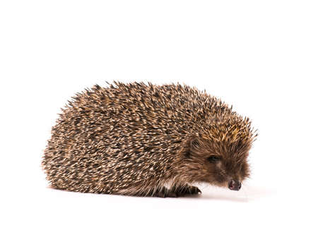 Nice hedgehog animal isolated on white backgroundの写真素材