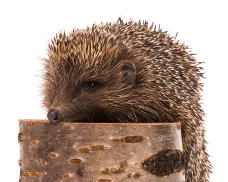 Nice hedgehog animal on stump isolated on white backgroundの写真素材