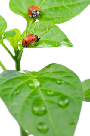 Macro of a ladybug sitting on leaf, isolated on white backgroundの写真素材
