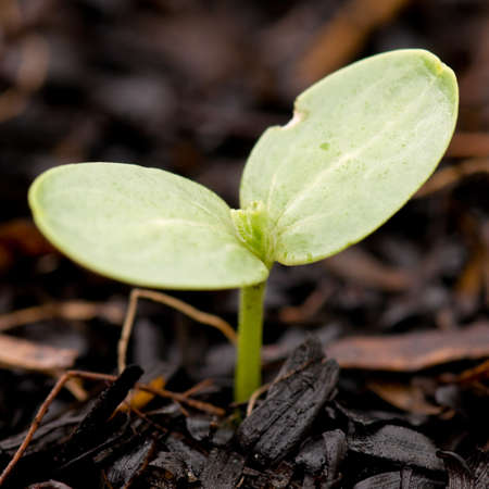 Young sunflower sprout in the soilの写真素材