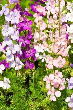 Larkspur - Delfinium flowers, lots of them on the backgroundの写真素材