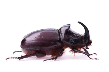 Rhinoceros beetle isolated on a white background
