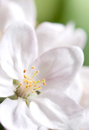 Blossoming apple-trees with white flowers in springtimeの写真素材