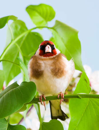 Goldfinch sitting on a branch tree in springの写真素材