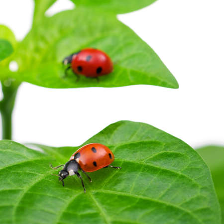 Macro of a ladybug sitting on leaf, isolated on white backgroundの写真素材