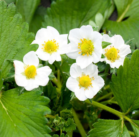 Closeup of a strawberry plant with several blossomsの写真素材