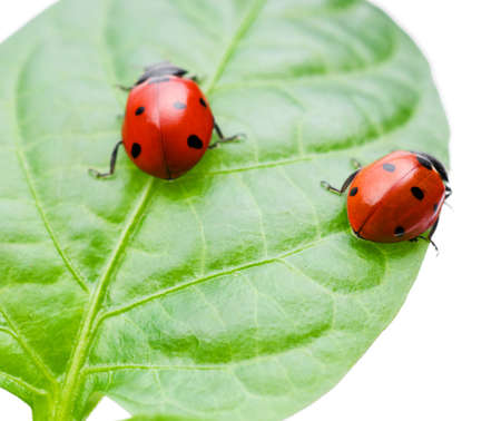 Macro of a ladybug sitting on leaf, isolated on white backgroundの写真素材