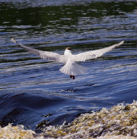 A seagull in flight over waterの写真素材