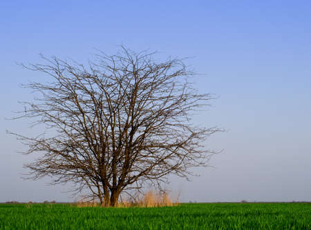 Lonely tree without leaves in spring field with a green grassの写真素材