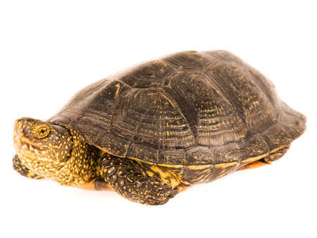 Cute small turtle isolated on white backgroundの写真素材
