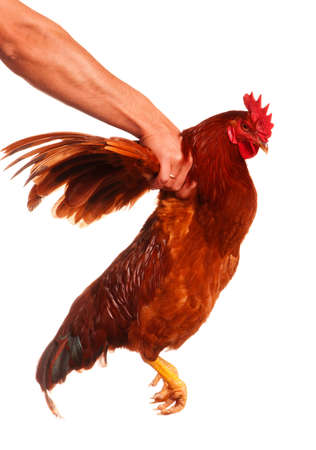 Cute chicken isolated on white background