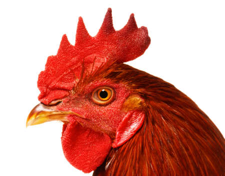 Cute chicken isolated on white backgroundの写真素材