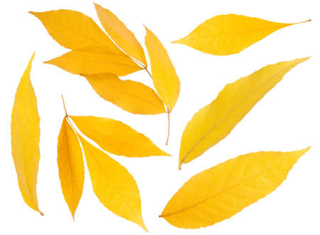 Yellow leaf isolated on white backgroundの写真素材