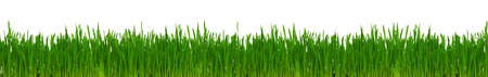 Fresh green wheat grass isolated on white backgroundの写真素材