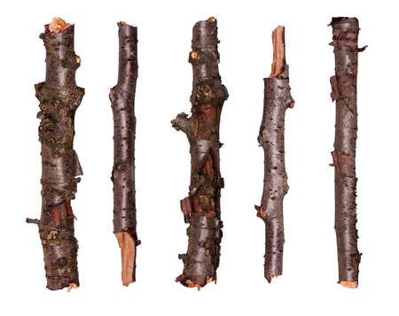 Collection of dry tree branches - isolated on white backgroundの写真素材