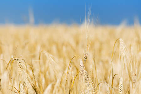 Yellow wheat field