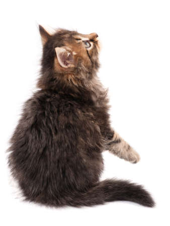 Cute kittenの写真素材