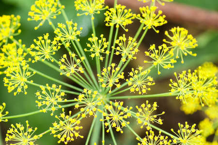 Close-up of blooming dill in a kitchen garden