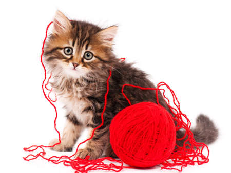 Cute little Siberian kitten with red clew isolated on white backgroundの写真素材
