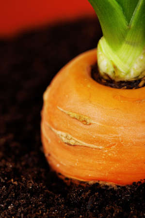 Fresh young carrot in plastic pot over a white backgroundの写真素材