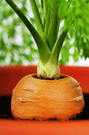 Fresh young carrot in plastic pot over a white backgroundの写真素材