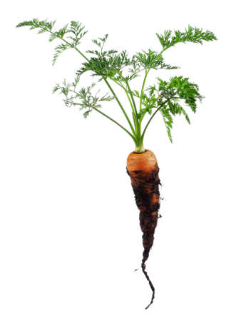 Fresh young carrot isolated over a white background