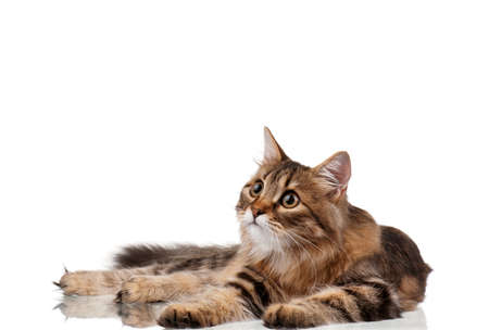 Cute young Siberian cat on white backgroundの写真素材
