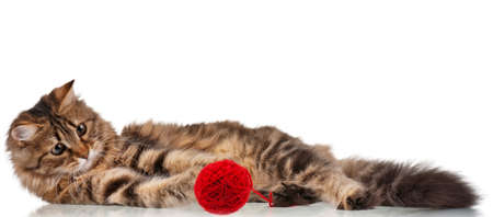 Cute young Siberian cat with red clew isolated on white backgroundの写真素材