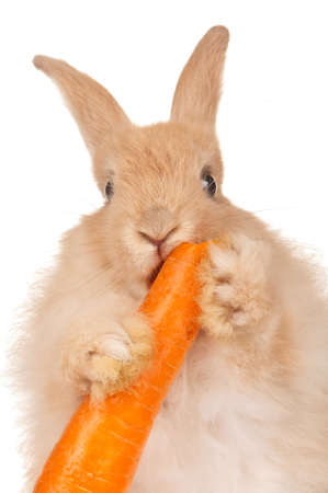 Portrait of adorable rabbit with carrot over white backgroundの写真素材