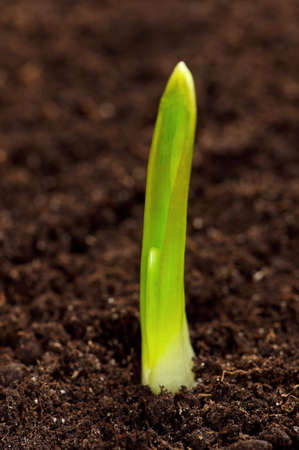 Close-up of green seedling growing out of soilの写真素材