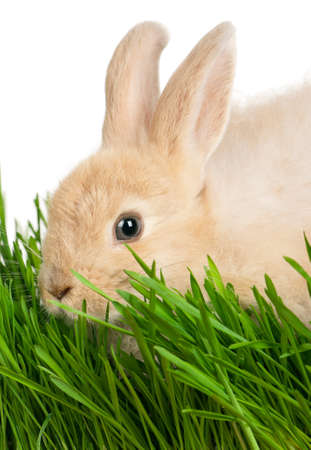 Portrait of adorable rabbit in green grass on white backgroundの写真素材