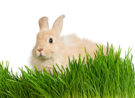 Portrait of adorable rabbit in green grass on white backgroundの写真素材