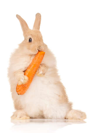 Portrait of adorable rabbit with carrot over white backgroundの写真素材