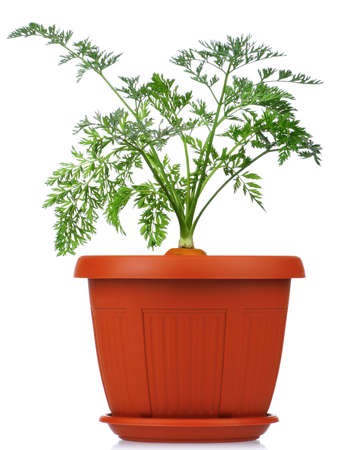 Fresh young carrot in plastic pot over a white backgroundの写真素材