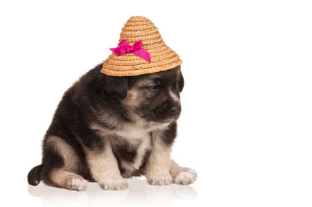 Cute puppy of 3 weeks old in straw hat on a white backgroundの写真素材