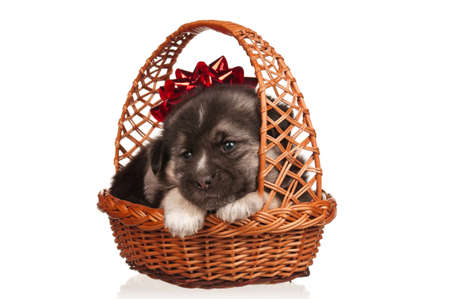 Cute puppy in a wicker basket on a white backgroundの写真素材